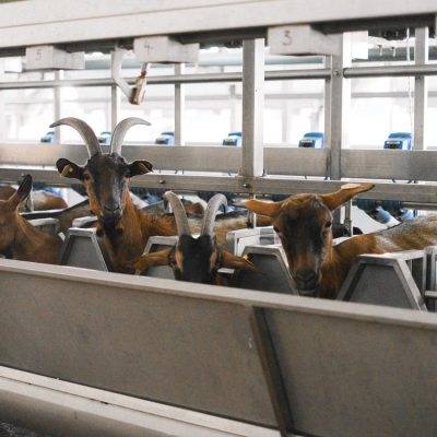 Nutrition animale
